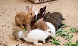 最近热门事件合集吃瓜兔